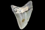 Juvenile Megalodon Tooth - Georgia #111605-1
